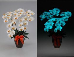 蓄光花（夜光る豪華な造花） 胡蝶蘭